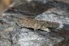 Sphingonotus rubescens rubescens